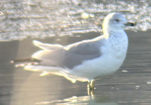 Ring-billed Gull