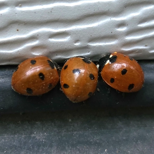 Seven-spotted Lady Beetle