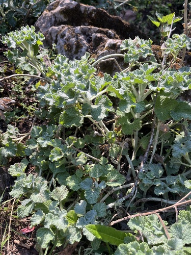 Marrubium vulgare, photograph 2