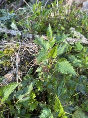 Urtica incisa