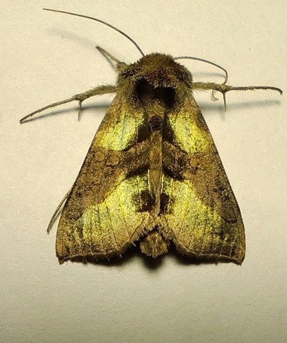 Burnished Brass