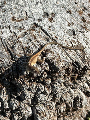 Anolis sagrei observed 2026-09-24