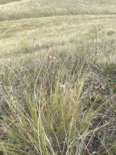 Muhlenbergia cuspidata observed 2026-09-23