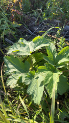 Heracleum maximum, photograph author not stated, no rights reserved