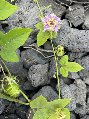 Passiflora foetida observed 2026-09-24
