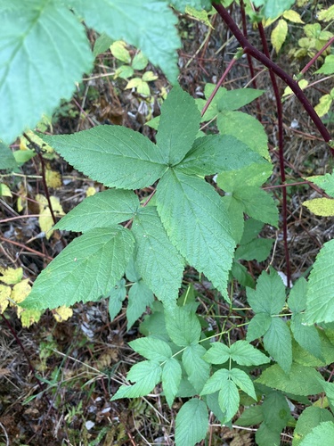 red raspberry