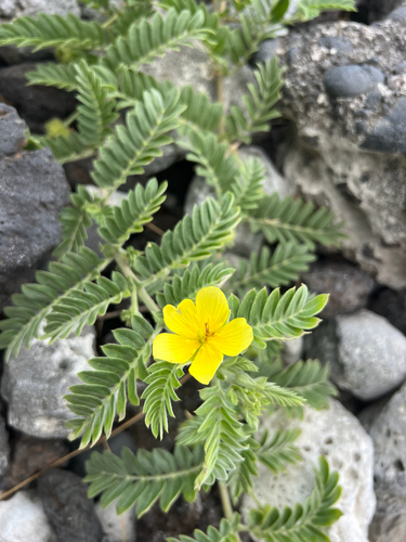 Tribulus cistoides observed 2026-09-24