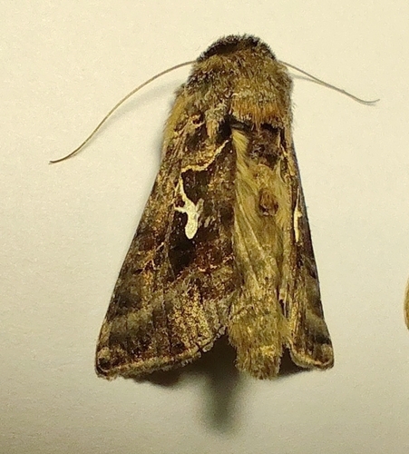 Autographa mandarina