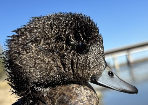 American Wigeon