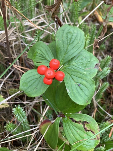 Canadian bunchberry