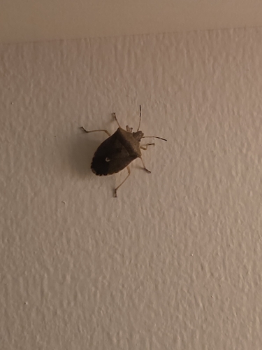 Brown Stink Bug