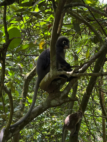 Dusky Leaf Monkey