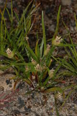 Centrolepis aristata