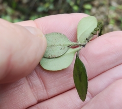 Coprosma crassifolia, photograph (c) John Barkla, some rights reserved (CC BY)