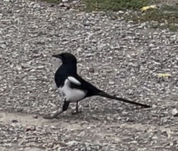 Black-billed Magpie