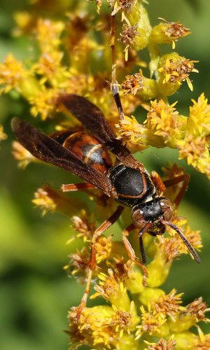 Northern Paper Wasp