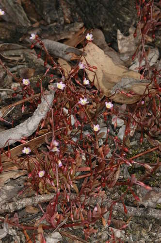 Image of Calandrinia calyptrata by (c) Chris Lindorff, some rights reserved (CC BY)