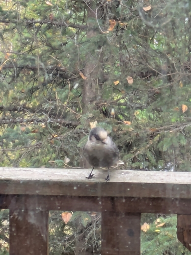 Canada Jay