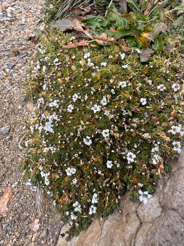 Cherleria obtusiloba, 2026-09-24