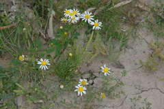 Brachyscome lineariloba