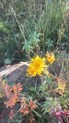 Hieracium umbellatum, photograph 4