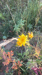 Hieracium umbellatum, photograph author not stated, no rights reserved