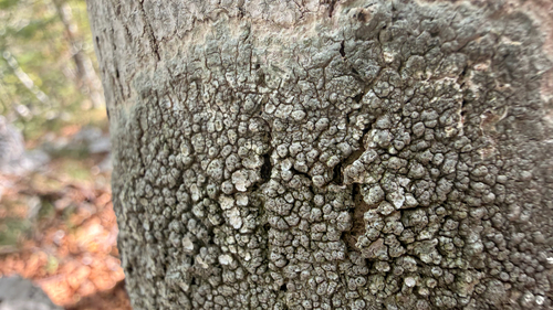 Pertusaria pertusa
