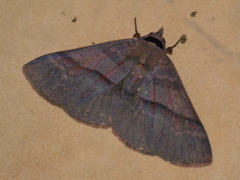Ophyx eurrhoa