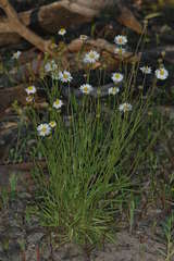 Brachyscome paludicola
