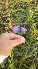 Campanula alaskana, photograph author not stated, no rights reserved