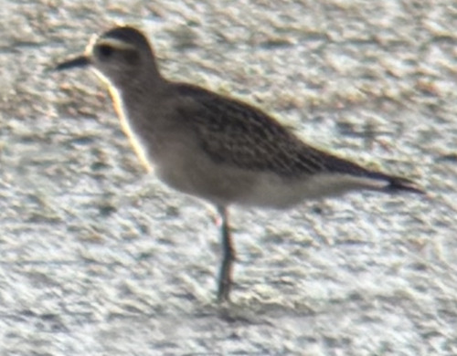 American Golden-Plover