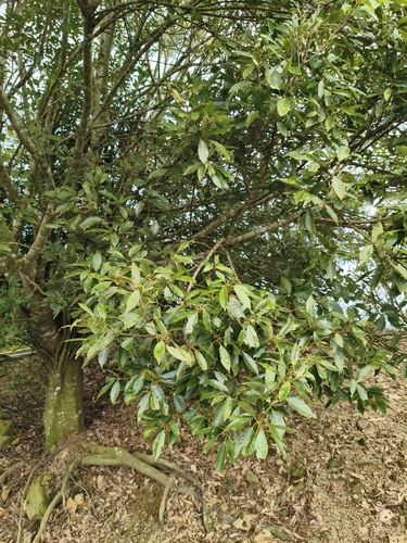 ring-cupped oak