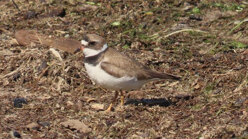 Semipalmated Plover