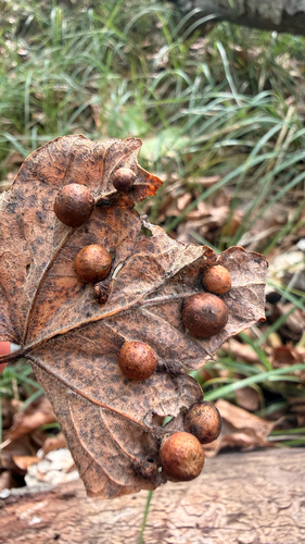 Maple gall wasp