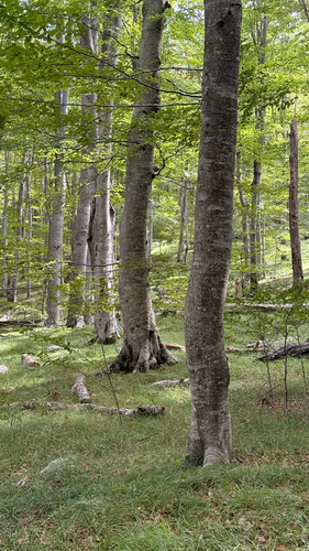 European beech