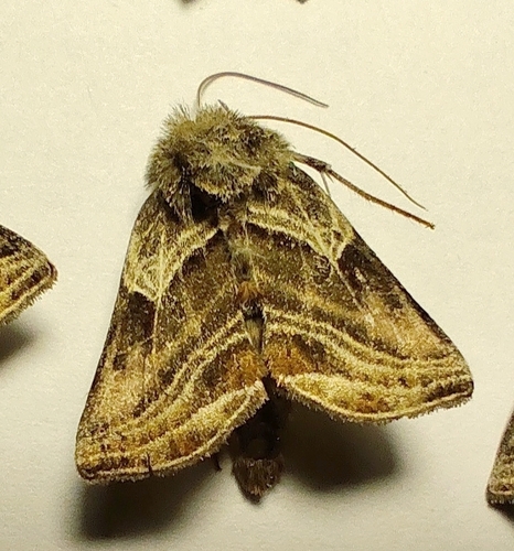 Euchalcia modestoides