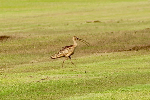 Long-billed Curlew