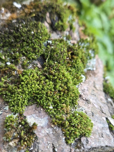 Ulota crispa observed 2026-09-22