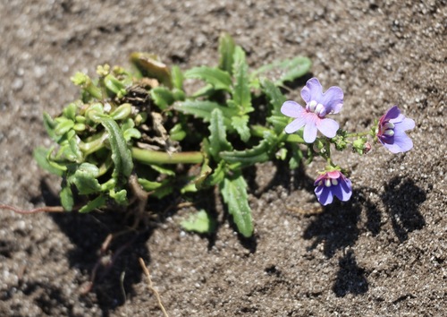 Nemesia affinis, photograph 2