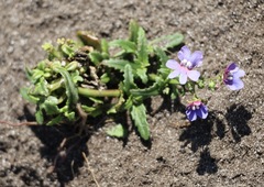 Nemesia affinis, photograph (c) Cricket Raspet, some rights reserved (CC BY)