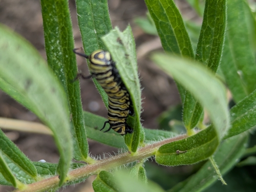 Monarch