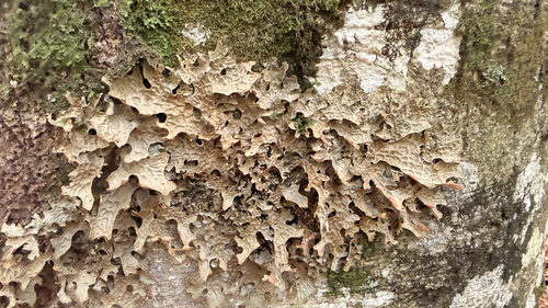 Tree Lungwort