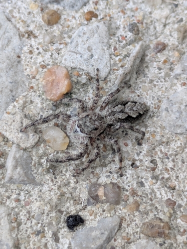 Tan Jumping Spider