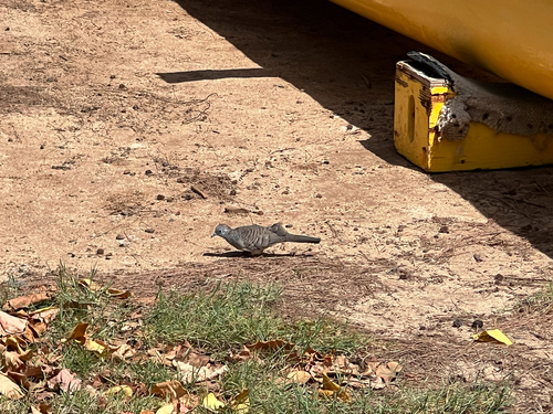 Geopelia striata observed 2026-09-23