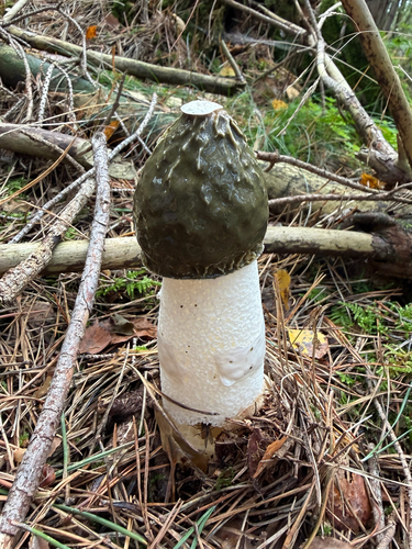 common stinkhorn