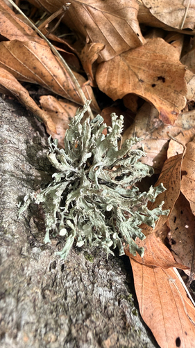 Dotted Ribbon Lichen