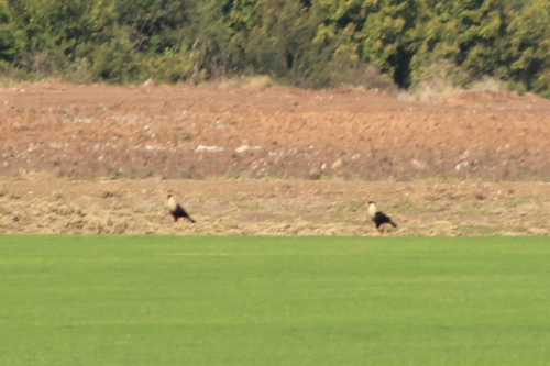 Crested Caracara