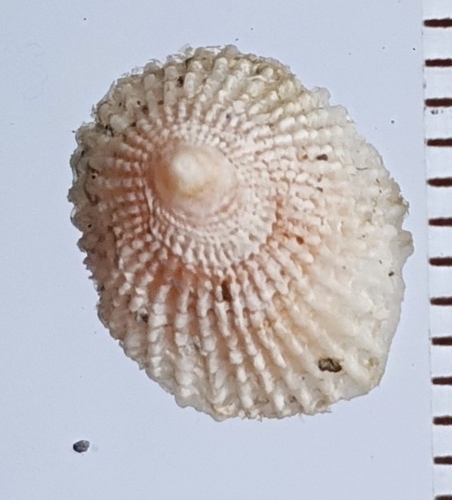 Antisabia imbricata observed 2026-09-24