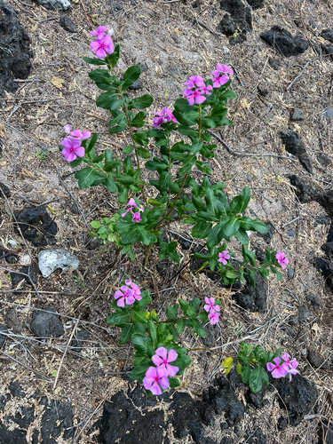 Catharanthus roseus observed 2026-09-24