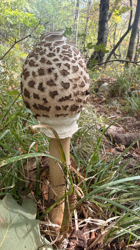 Parasol